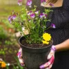 Klistret fælde til insekter med solsikkemønster gul 20-pak